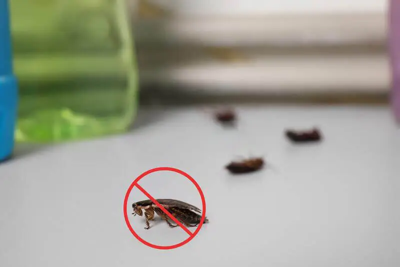 cockroach removel