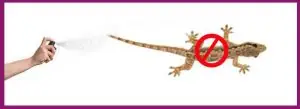 remove lizards